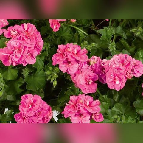 dnf110级巫女装备搭配攻略，巫女110级装备推荐