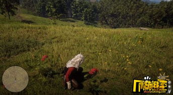 荒野大镖客2草药大师8挑战攻略，快速通关秘籍！