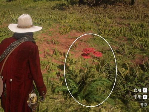 荒野大镖客2草药大师5挑战攻略全解析