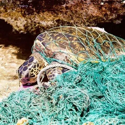 100个细思极恐海龟汤揭秘！破解大全疑云