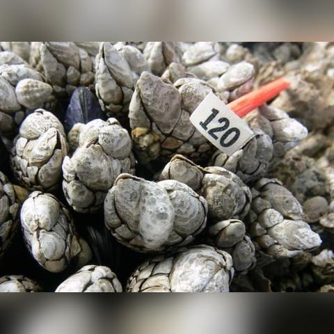 海龟汤玩法攻略：快速上手必备技巧