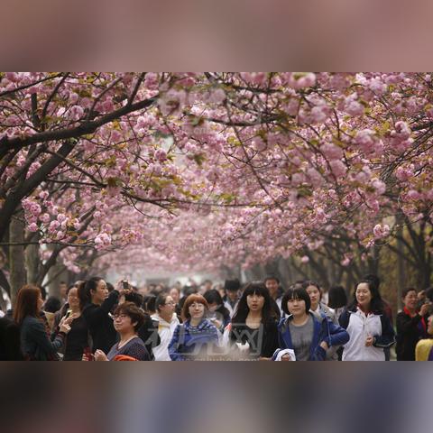 雷军晒照预热小米YU7：帅车樱花搭配，绝美搭配揭秘！