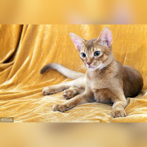 《怪物猎人：荒野》猫饭回归！告别自做饭时代