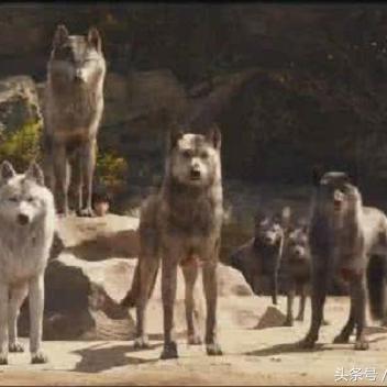 C罗加盟《饿狼传说：群狼之城》成可玩角色