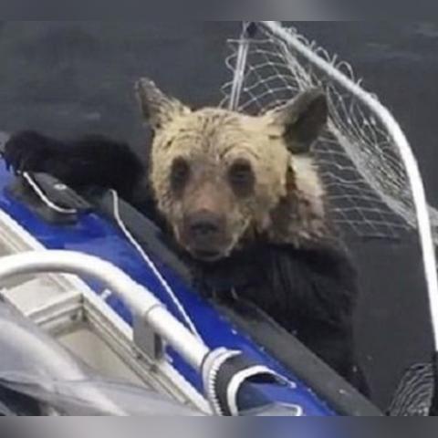 绝区零扳机角色亮相 | 精英营救行动