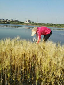 泡泡先锋农田开垦技巧