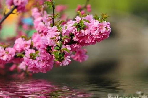 桃源深处人家新花种配方揭秘