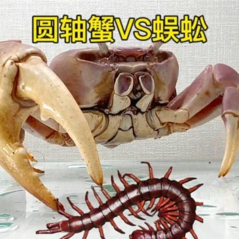 七日世界领地构筑与迁移，铸就坚不可摧堡垒核心