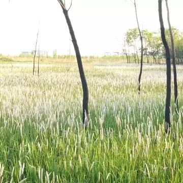 王小屋屋屋保卫战攻略：高效扫荡秘籍