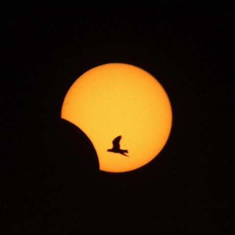 森之国度旅行青蛙位置揭秘