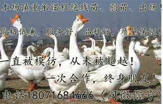 鹅鸭杀独身攻略：如何达成“不能独自离开”成就