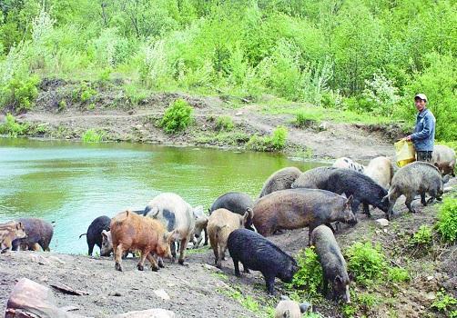 解忧村养猪攻略：养猪收益速览