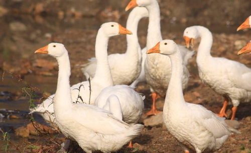 鹅鸭杀杀手遇加拿大鹅报警？专业攻略揭秘