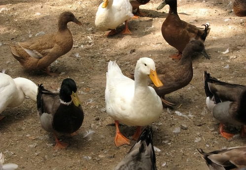 鹅鸭杀通灵鹅幽灵数量查询，通灵者玩法揭秘