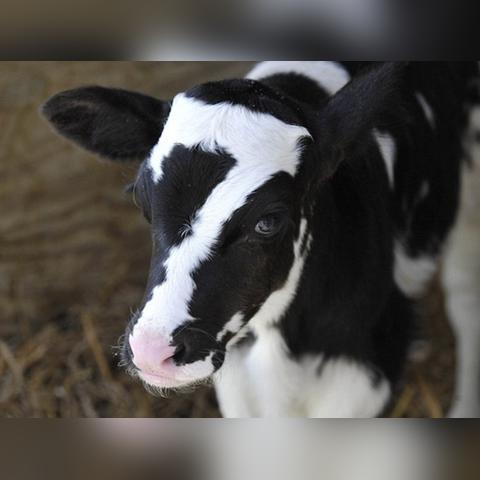 《动物栏：桌面牧场》春日大礼！免费DLC「咩咩与哞哞」限时8折