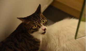 猫咪公寓2撸猫技巧 天赋撸猫秘籍