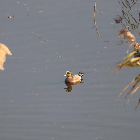 太空鹅鸭杀工程师玩法攻略