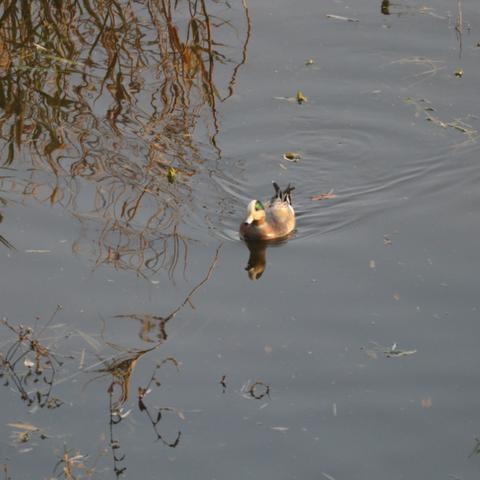 太空鹅鸭杀工程师玩法攻略