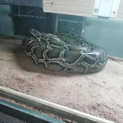 基于暖雪冷血流派玩法攻略：圣物武器选择秘籍