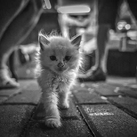 猫咪公寓2水果店玩法攻略