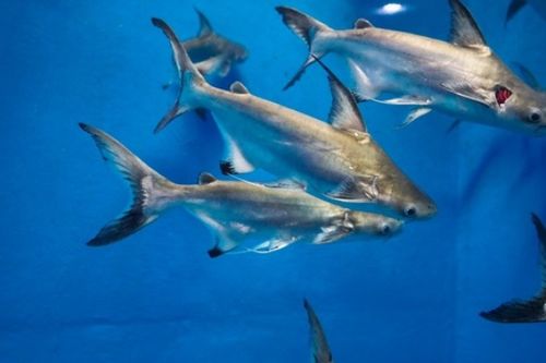 咸鱼之王龙鱼青囊搭配攻略 专属龙鱼搭配推荐