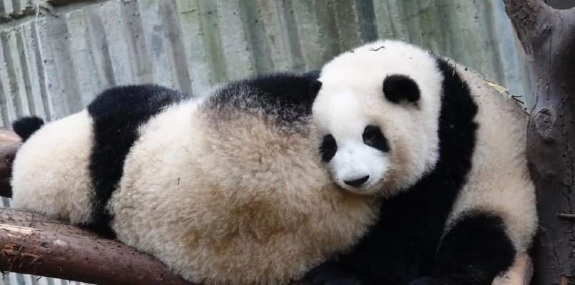 勇者熊猫胖强宠物强度秘籍