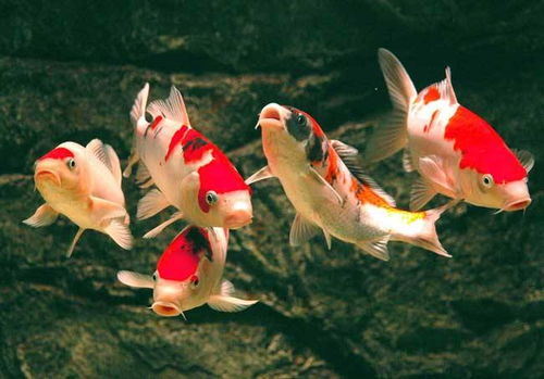 收纳物语锦鲤水扇通关攻略