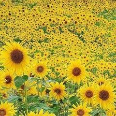 别惹农夫葵花宝宝皮肤解锁攻略