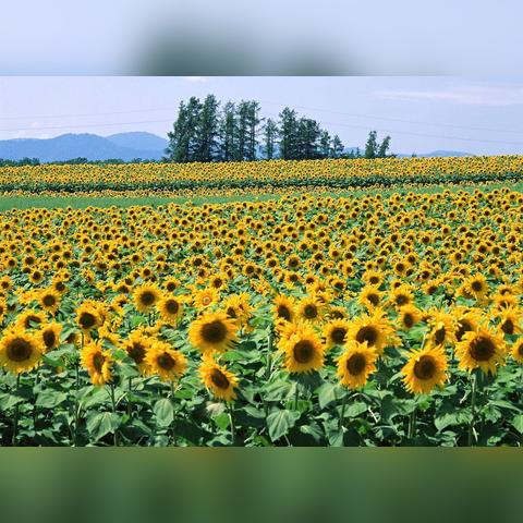 别惹农夫葵花宝宝皮肤解锁攻略