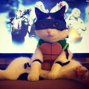 活下去喵桑技能选择指南，最强技能搭配推荐