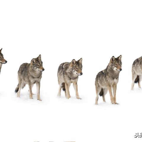 英雄联盟电竞经理体力获取攻略