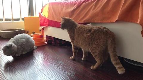 猫之城空间道具精选指南