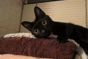 黑猫奇闻社楚遥性格选择指南大全