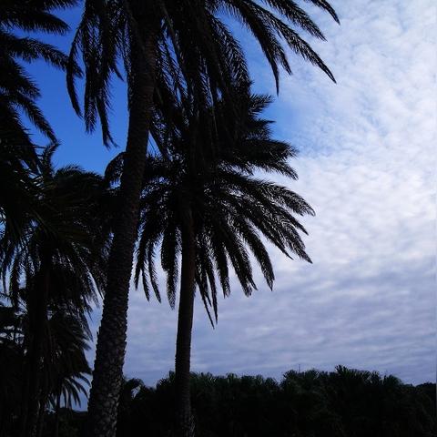 古荒遗迹千年树灵BOSS战攻略