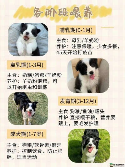 狗生模拟器藏獒边牧解锁攻略，高属性狗狗解锁技巧