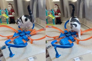 肥鹅健身房布袋玩偶合成攻略