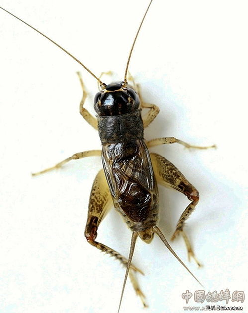 夺笋高手七彩蟋蟀抓捕技巧