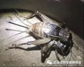 夺笋高手七彩蟋蟀抓捕技巧