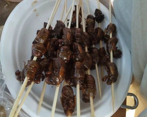 夺笋高手巨型阿魏探秘：无价之宝藏身地