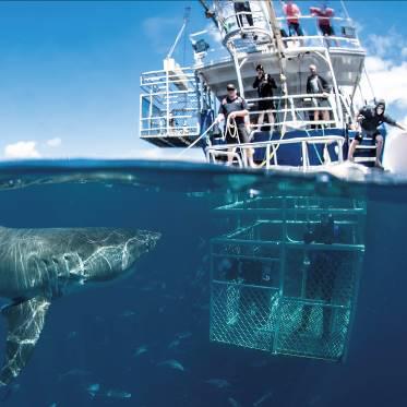 邂逅迷宫密室鲨人玩法攻略