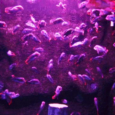 邂逅迷宫密室鲨人玩法攻略