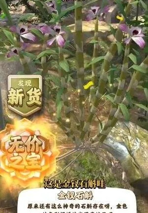 夺笋高手金钗石斛获取秘籍