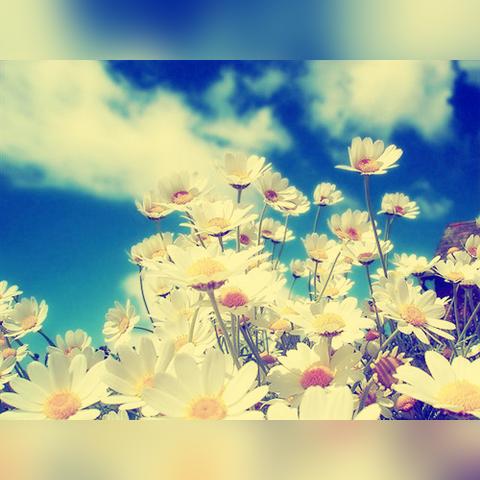 晚安森林食谱大全配方