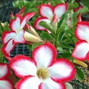 黑色沙漠手游玫瑰获取攻略