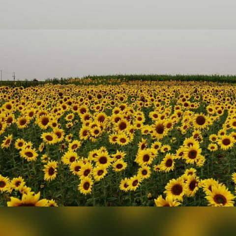 江湖悠悠剑式融合玩法攻略