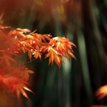 奇迹暖暖轻放慢行搭配攻略