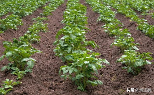 农作物种植与销售攻略