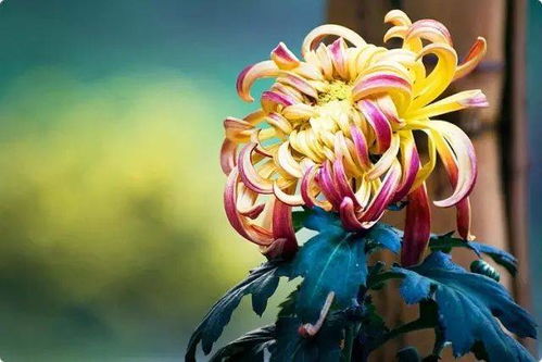 花亦山月兽攻略：心之月山兽之君战法