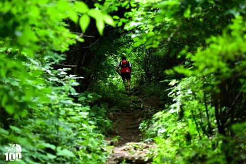 纯白和弦饭劵使用指南