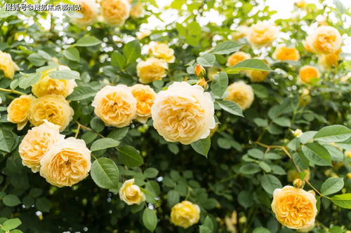 绝对演绎提升咖位技巧解析